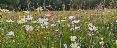 flower field
