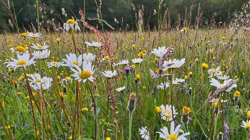 flower field